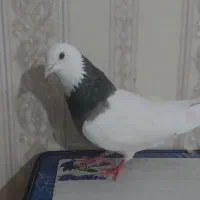 کبوتر طوقی ماده
