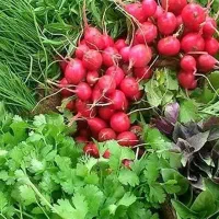 سبزی تازه و ارزان « به قیمت عمده »
