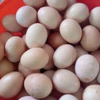 تخم مرغ محلی