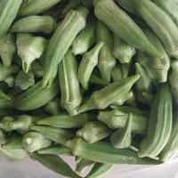 بامیه تازه چین