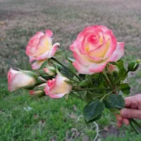 گل های دستساز