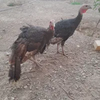 بوقلمون معاوضه با مرغ