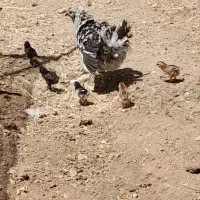 مرغ و جوجه