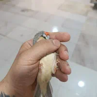 فنچ اینگلیسی خالص