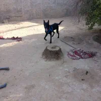 مالینیوز بلک