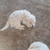 فروش|سگ|مرند, |دیوار