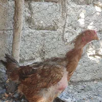 مرغ لاری کپ