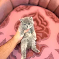 ببیریتیش سیلور