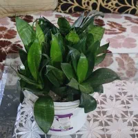 گل سنسوریا پاکوتاه