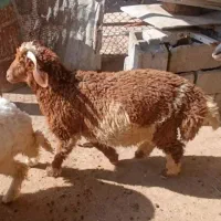 بره نر 8ماهه