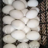 تخم مرغ محلی