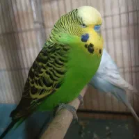 یک جفت مرغ عشق انگلیسی