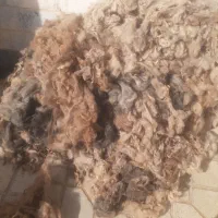پشم گوسفندی تروتمیزبرای لحاف وتشک