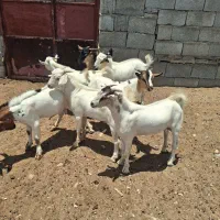 فروش کهره نر چاق وسرحال