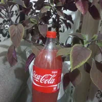 ابغوره