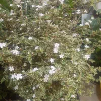فروش گل و گیاه زینتی بصورت کلی و جزیی