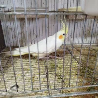 عروس هلندی