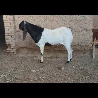 نربز پیتری