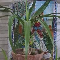 یک‌ عدد گل موزی  بدون پاجوش
