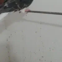 کبوترپلاس مهر سلطان
