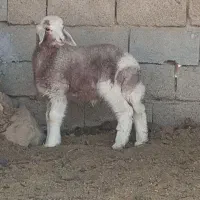 بره نر