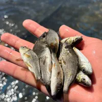 ارسالی ماهی کیور اصلاه شد