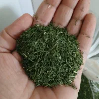 شوید خشک