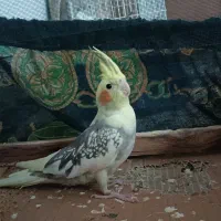 عروس هلندی ماده