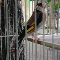 سهره نر قرص بخون جوجه قفس