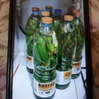 خیارششو تمیز خونگی به فروش میرسد