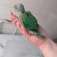 جوجه ملنگو سرلاکی