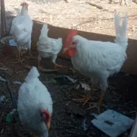 فروش یا معاوضه  جوجه خروس