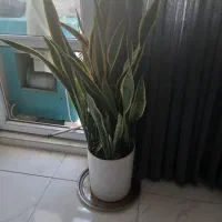 گل طبیعی