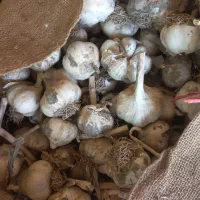 سیر|حراج|بهار, |دیوار
