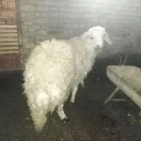 بره قوچی سفید