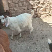فروشی