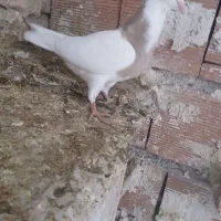 کلفه بالا