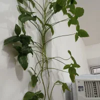 گل طبیعی|گل و گیاه طبیعی|پارسآباد, |دیوار