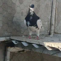 کبوتر یال سیاه گلدار
