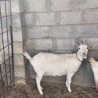 بز سانن ۴ ماده و یک نر