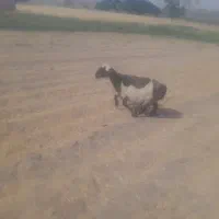سلام فروش میش شیرازی قلم دار کشیده