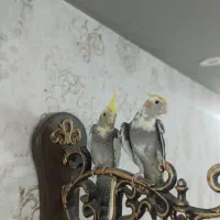 عروس هلندی فوری