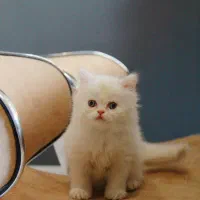 گربه سفید هیمالین