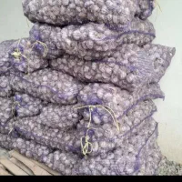 فروش سیر خندان