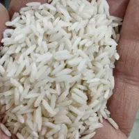 برنج یکدست شیرودی