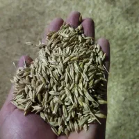جو تمیز و مرتب امسال