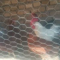 مرغ و خروس