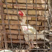 خروسی