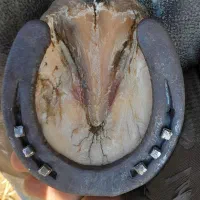 نعل بندی اسب