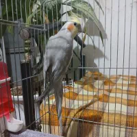 عروس هلندی